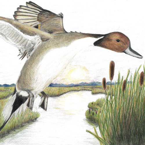 Painting of two mallards flying overhead